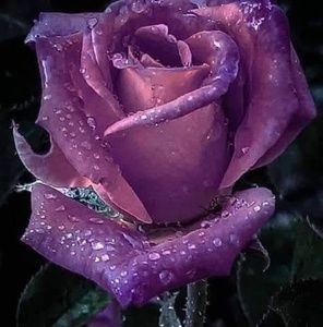 Meet your Posher, Tonie